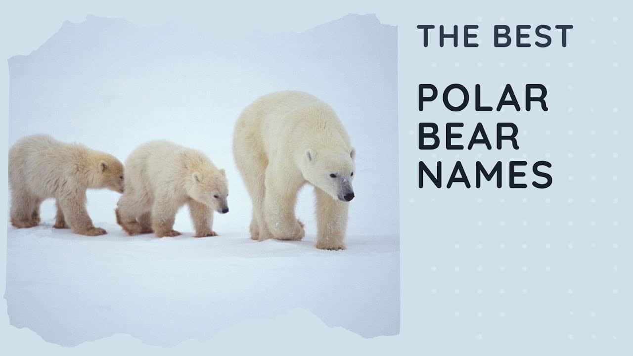 Best name for polar bear